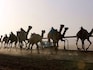 Qatar's robo-jockey camel races hope to draw FIFA World Cup crowd