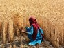 Countries growing 70% of world's food face 'extreme' heat risk by 2045