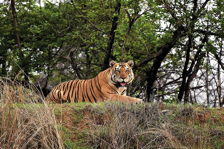 Interlinking of the Ken and Betwa rivers is set to cause damage to the environment through the destruction of biodiverse forests in the Panna Tiger Reserve and Ken Gharial Sanctuary
Image: Shutterstock