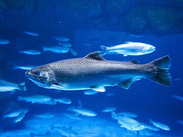 Salmon sperm is the new anti-ageing ingredient K-beauty can't get enough of