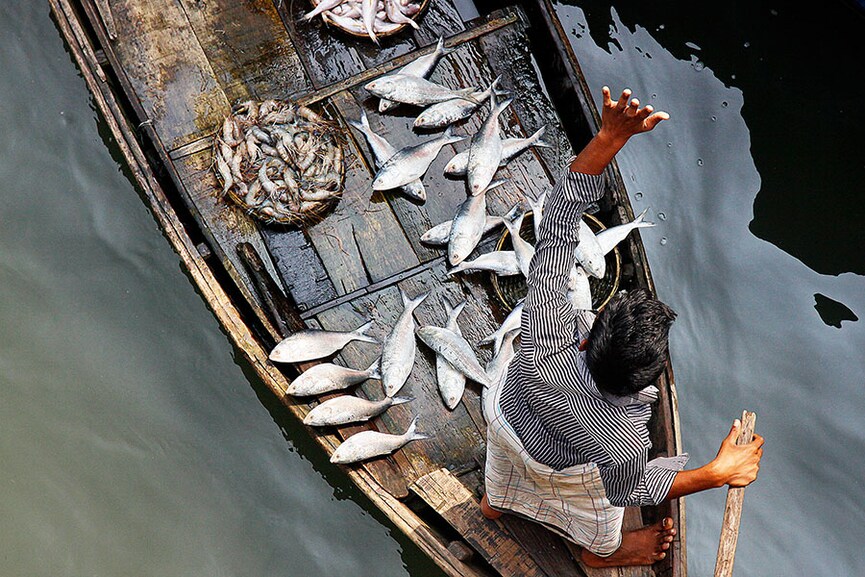 The in -between habitats where sweet-water rivers mingle with the salt sea produce especially prized fish, like the ‘hilsa’ fish found in delta of the Ganga
Credits: Shutterstock.com