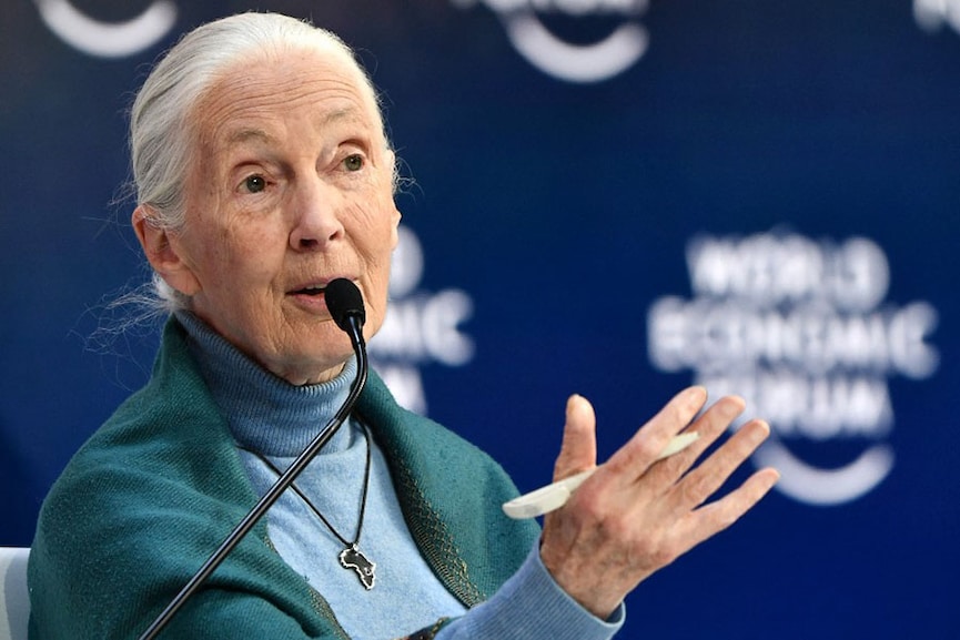 Climate change at 'point of no return': Jane Goodall