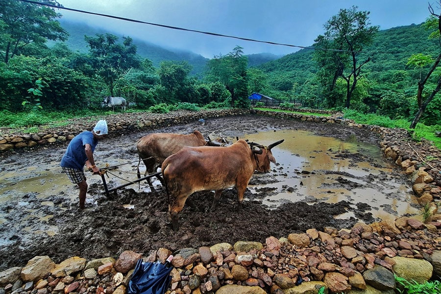 Rain Watch for July 27-August 2: Eastern India still deficient; pulses sowing low