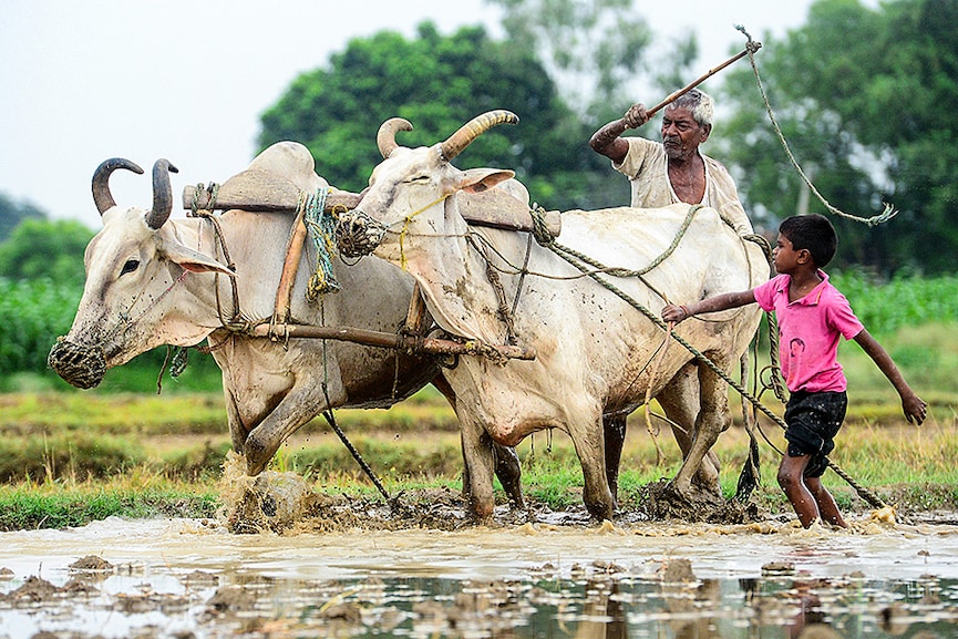 Rain watch for Aug 3-9: Monsoon slows down, pulses sowing still lagging