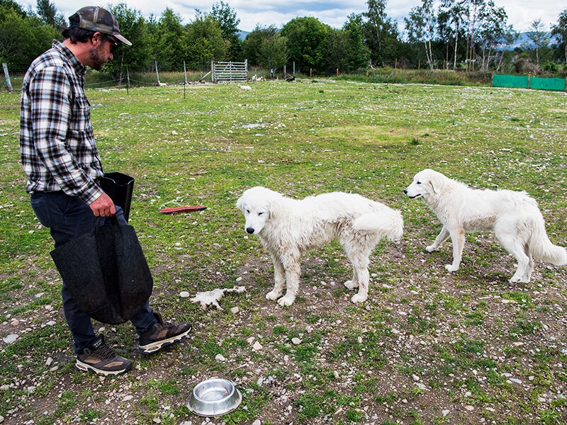 Scots train ancient dog breed to deter sea eagle attacks