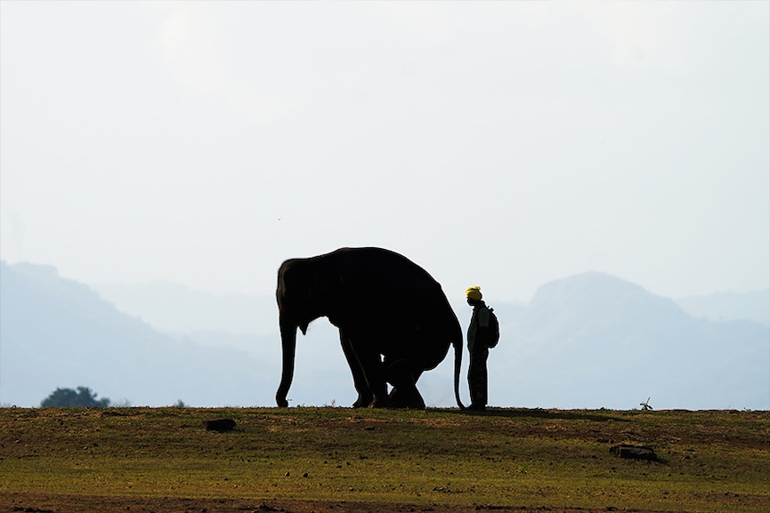 A hopping elephant, a flying cyclist, a dodgy bullet: Eye-catching photos of this week