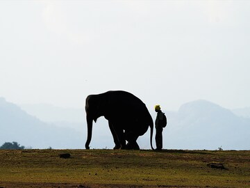 A hopping elephant, a flying cyclist, a dodgy bullet: Eye-catching photos of this week
