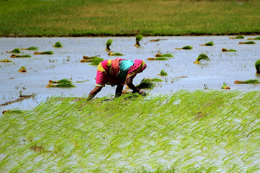 Rain watch for Aug 10-16: Monsoon pauses, kharif sowing nears final stages