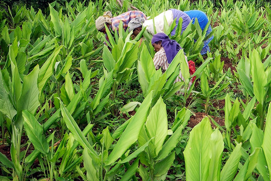 Rain watch for August 17-23 : Monsoon weakens, area sown for pulses lagging