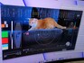 The feline frontier: NASA sends cat video from deep space