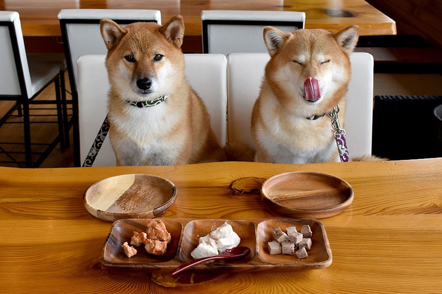 Bone Appetit: Now canine cafes and restaurants are catering for doggie diners