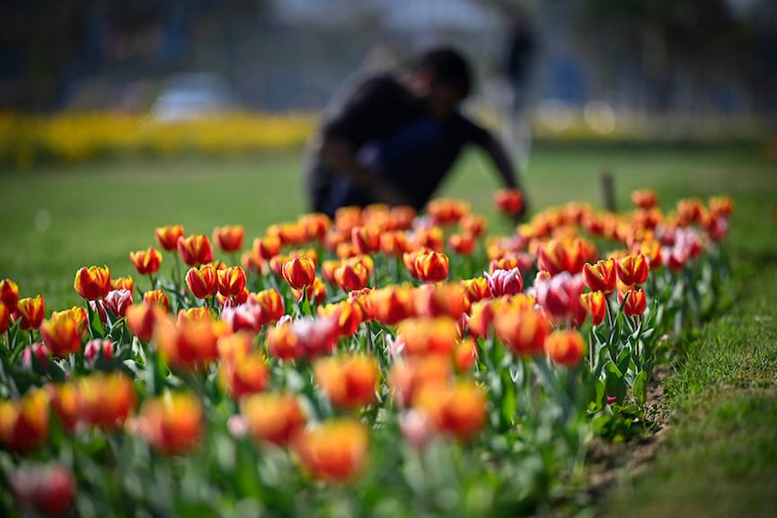 Photo of the day: Blooms for G20