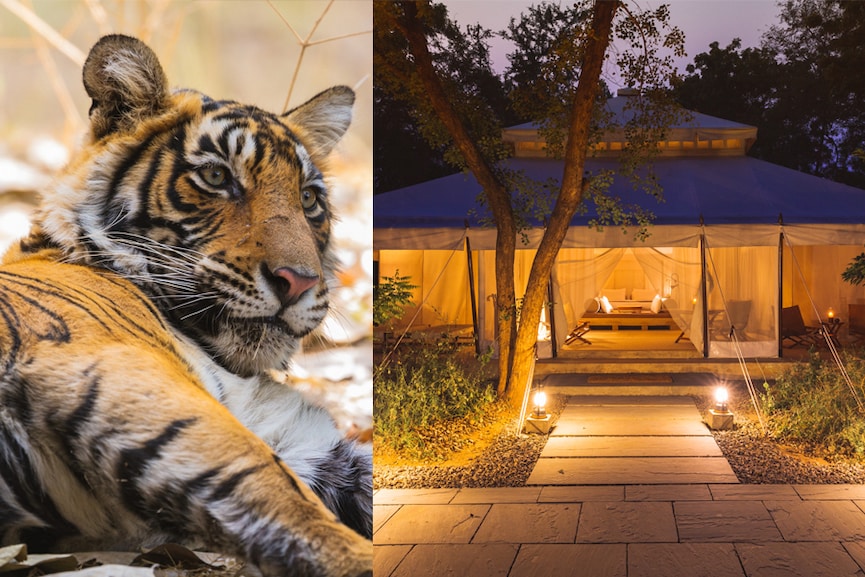 A lounging tiger at Ranthambore National Park Safari and Aman-i-Khás Tent Interiors.