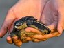 Giant Pinta tortoises to Catarina pupfish, 11 extinct-in-the-wild species are stuck in conservation limbo