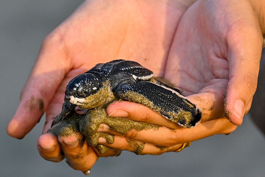 Giant Pinta tortoises to Catarina pupfish, 11 extinct-in-the-wild species are stuck in conservation limbo