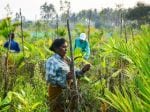 We may be underestimating the climate risk to crops: Researchers