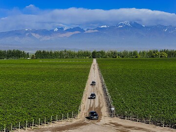 The world's 5 best vineyards for 2023: From Catena Zapata to Chateau Smith Haut Lafitte