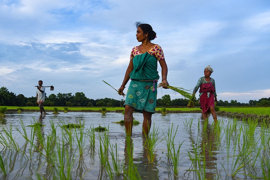 Rain Watch for July 13-19: Monsoon uneven, kharif sowing still lagging