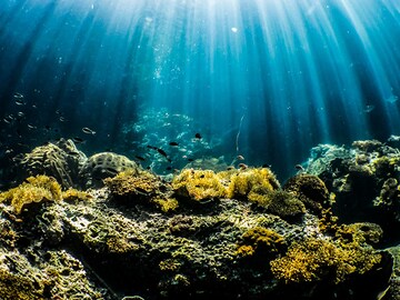 Deep ocean targeted for mining is rich in unknown life