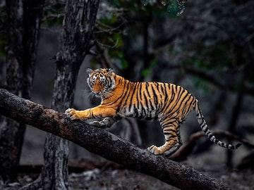 International Tiger Day 2023: Witness the fierce beauty of the jungle cat