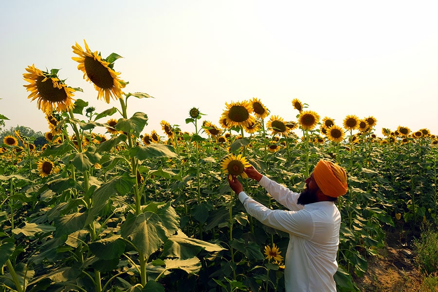 Government hikes MSP of crops by 5-10%