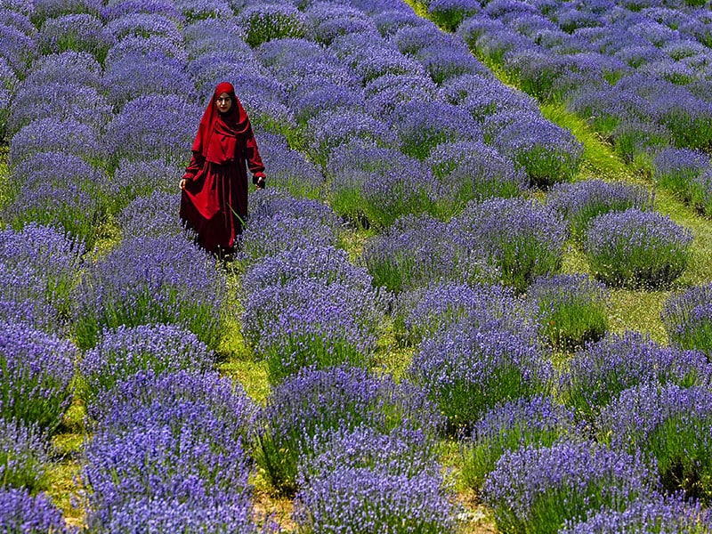 Photo of the day: Beauty of Kashmir Valley