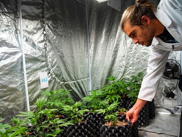 Cannabis academy bets on South Africa pot revolution