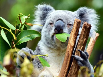 Animals are just like us when it comes to drugs and alcohol