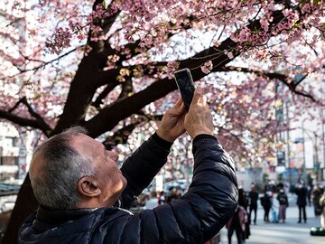 Record early start again for Tokyo's cherry blossoms