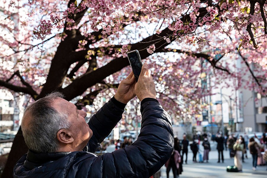 Record early start again for Tokyo's cherry blossoms