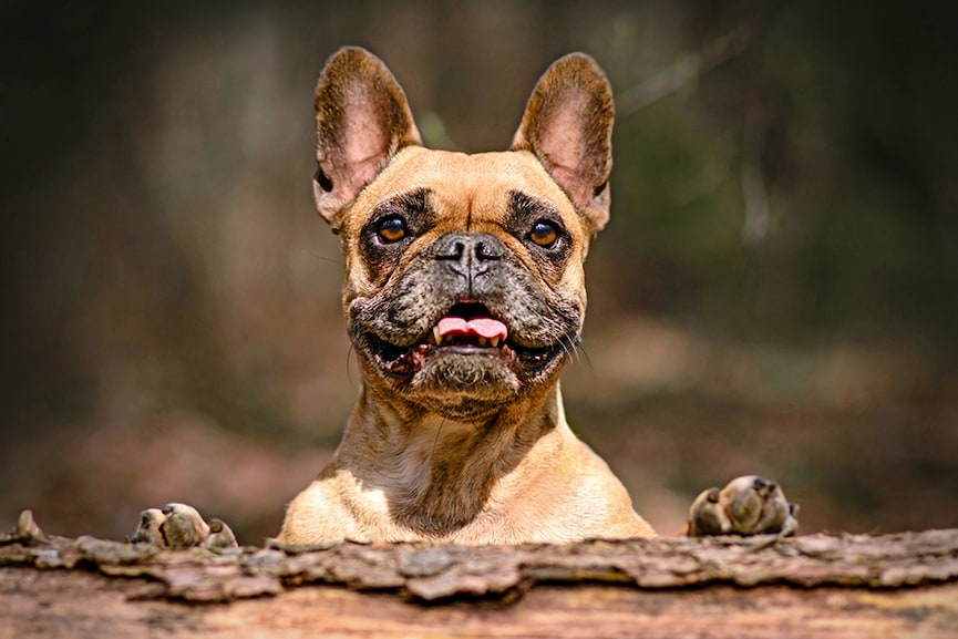 French Bulldogs topple Labradors as most popular US breed