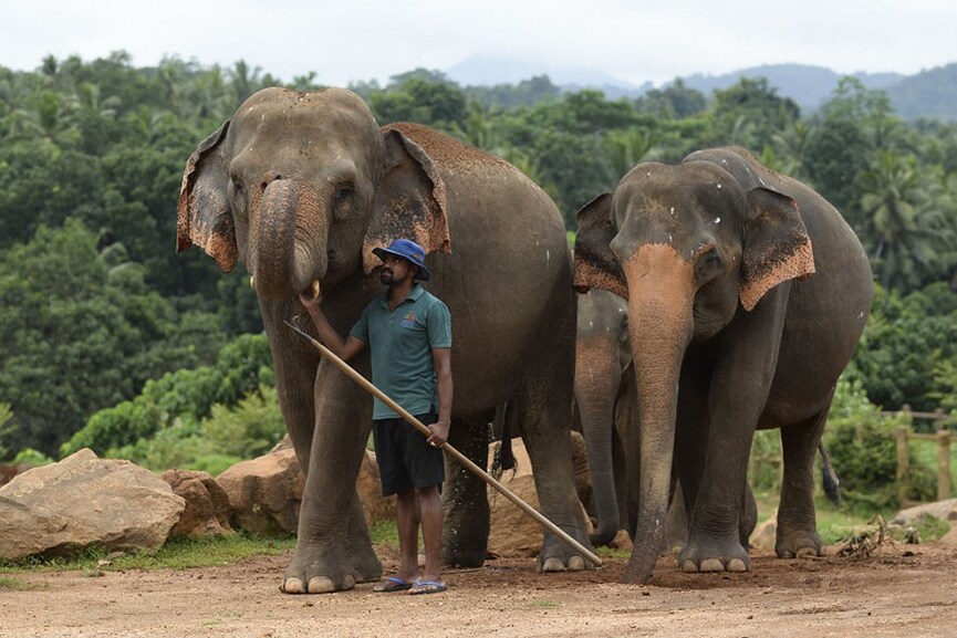 Some animals could play a key role in fighting global warming