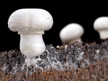Plastic-eating fungi found in Chinese coastal salt marshes