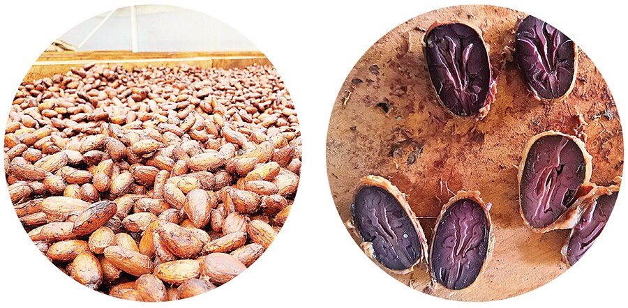 Cut test to ascertain the level of fermentation (top); fermented beans being dried at Lakshmana Rao Kolluri’s Beanzo fermentery