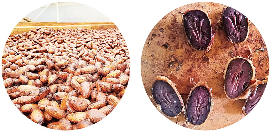 Cut test to ascertain the level of fermentation (top); fermented beans being dried at Lakshmana Rao Kolluri’s Beanzo fermentery