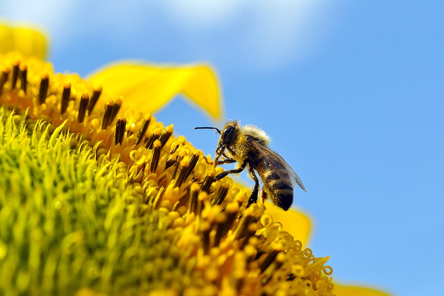 How pollution from cars is making it harder for bees to find flowers