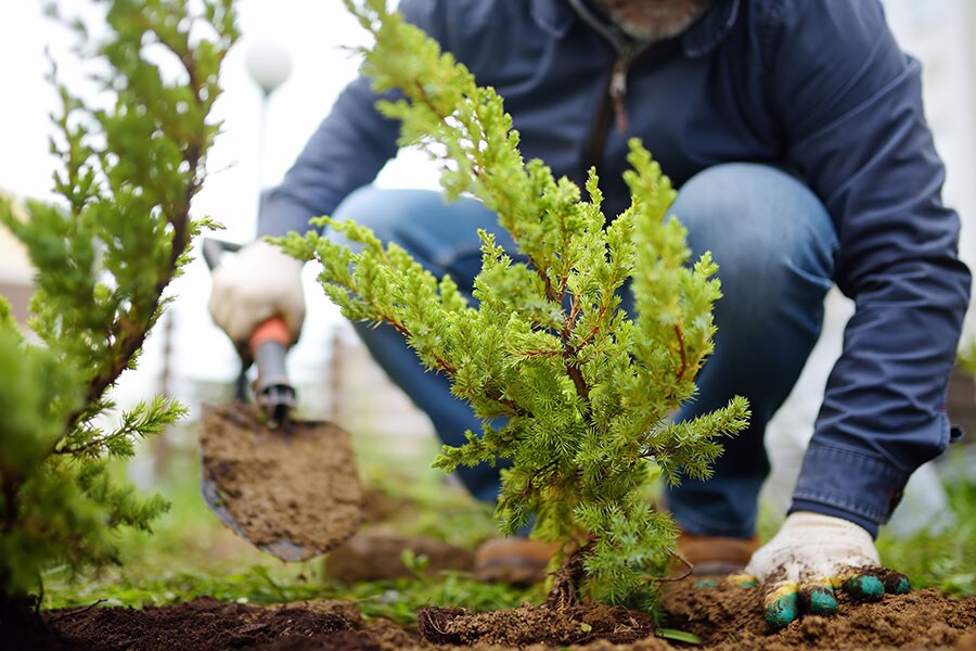 Is planting trees to combat climate change 'complete nonsense'?