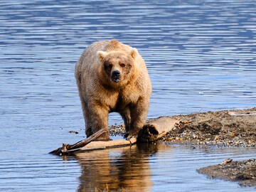 Fat Bear Week 2023: The chunky champion has been crowned
