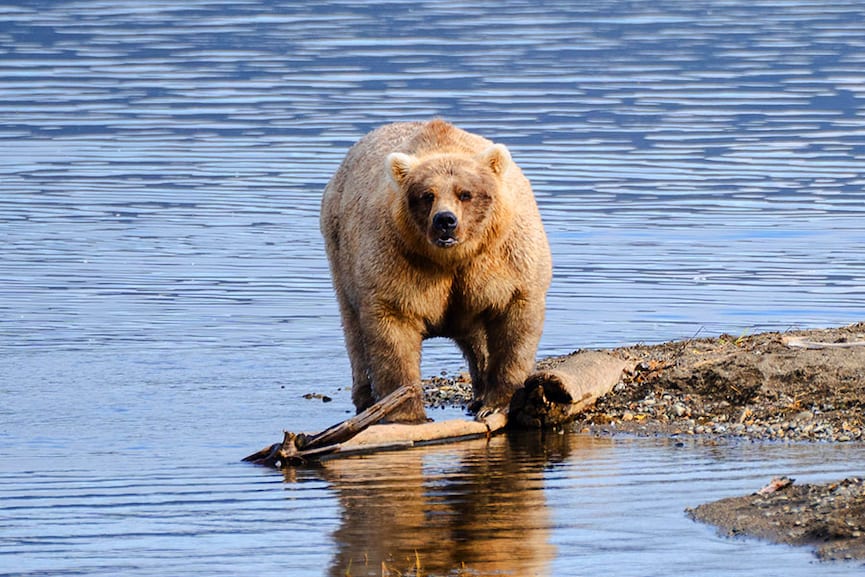 Fat Bear Week 2023: The chunky champion has been crowned