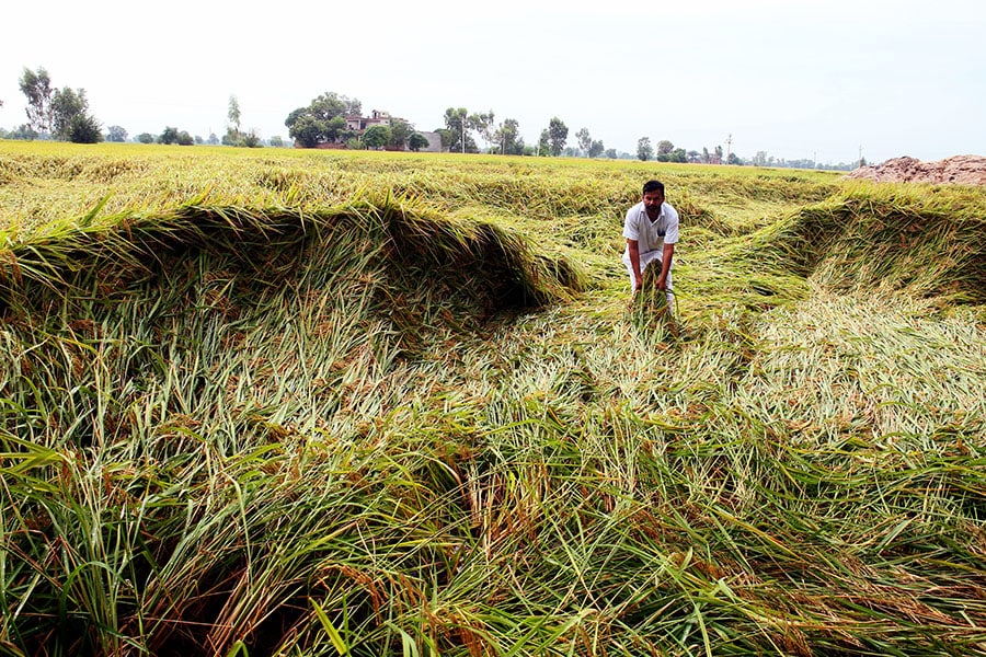 Rain watch for Sept 7-13: Monsoon weak, crop yields uncertainty rises