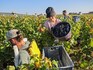 Bumper harvest calms fears of Burgundy wine bubble