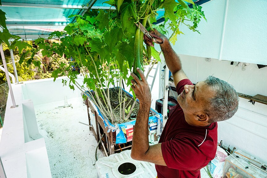 Thettayil cuts sponge gourds, which he has harvested in his aquaponics setup, on the roof of his house at Naigaon, Mumbai.