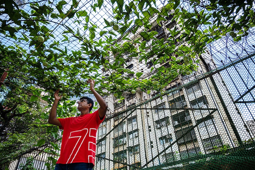 Chetan Soorenji, a Tata employee by profession, tends to the passion fruit plants that he has grown on the roof of his house at Chembur in Mumbai.