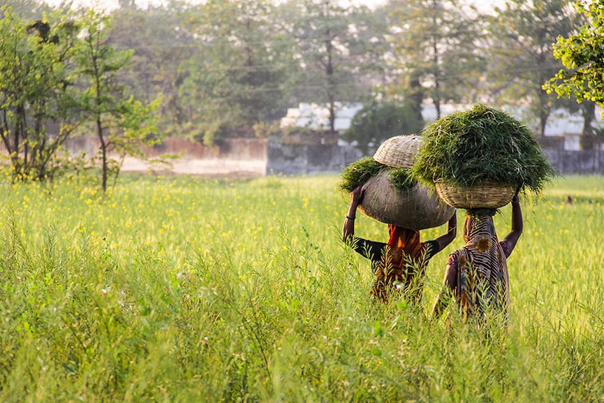 Rain watch for September 21-27: Monsoon at fag end, pulses sowing lags