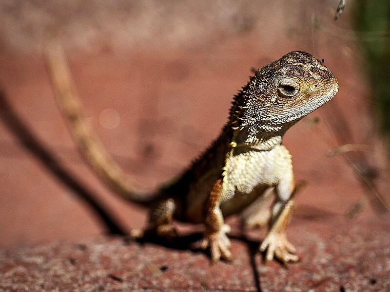 Australia battles to save last 11 wild 'earless dragons'