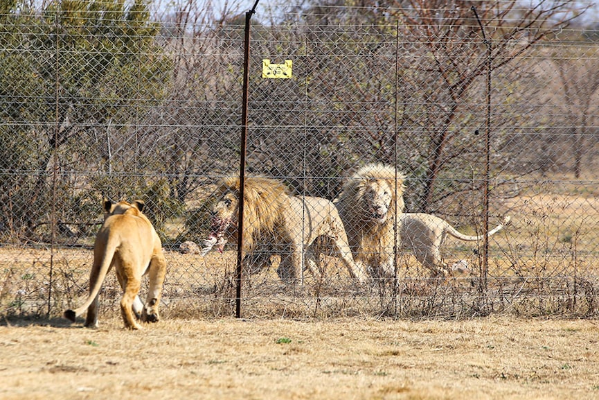 South Africa to end captive lion breeding for hunting