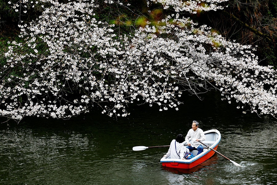 Photo of the day: Cherry Blossom Season