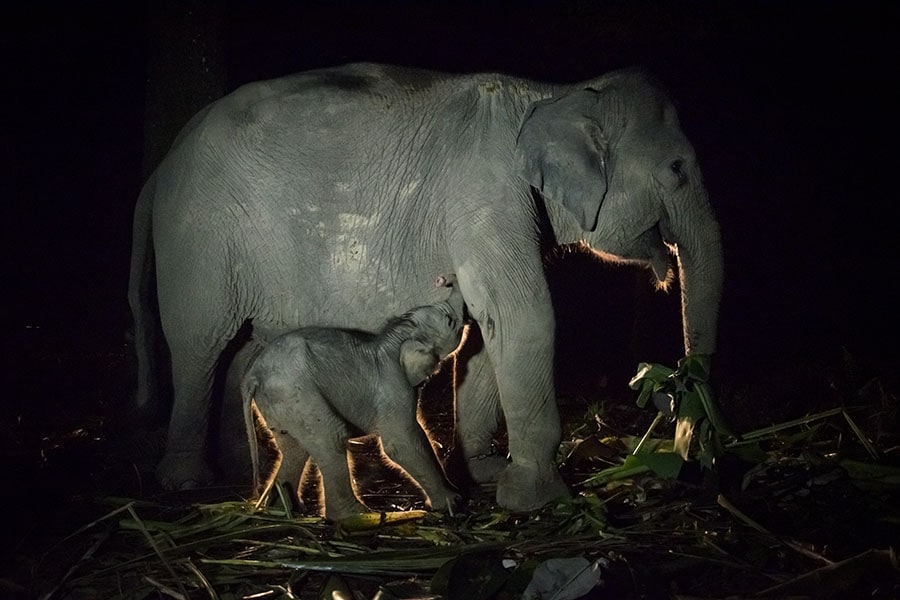 Image: WAHYUDI / AFP