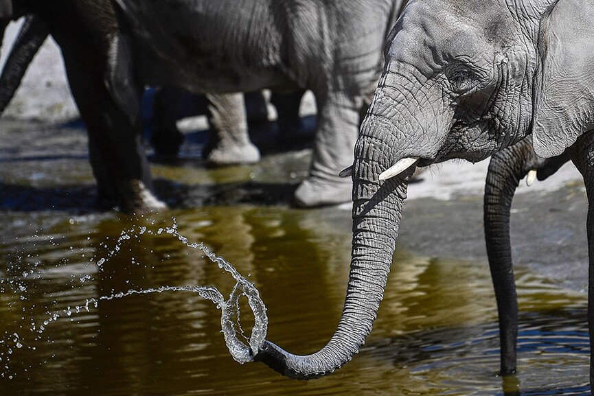 Migratory species at risk across the planet, UN report warns