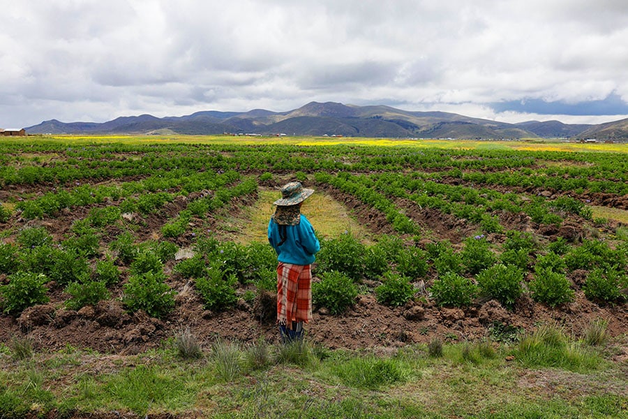 Andean farmers use age-old technique amid climate change